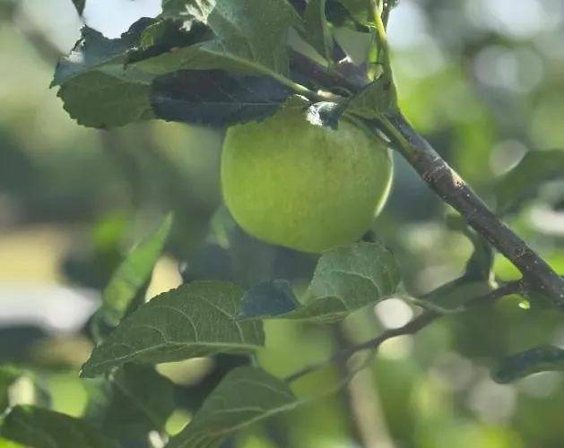 Skadshof Wo Leistung Auf Leidenschaft Trifft * エスビャール
