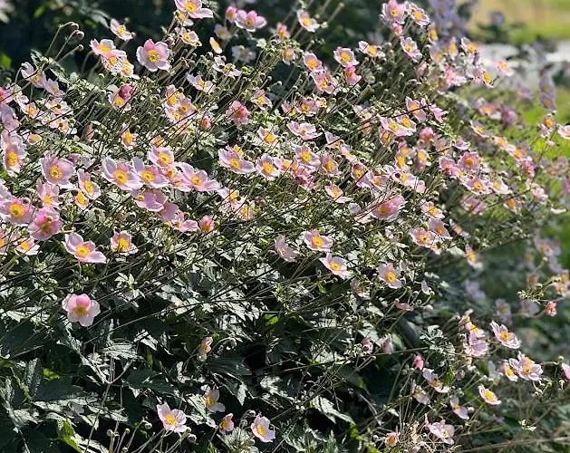 B&B Skadshof Wo Leistung Auf Leidenschaft Trifft