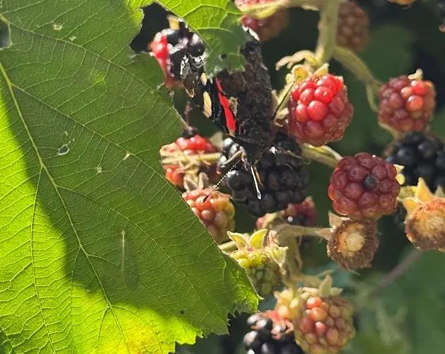 B&B Skadshof Wo Leistung Auf Leidenschaft Trifft 에스비에르