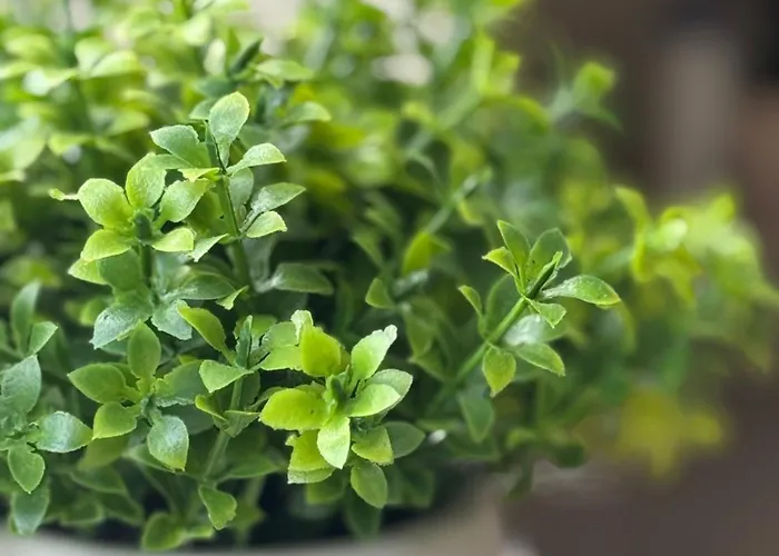 Frühstückspension Skadshof Wo Leistung Auf Leidenschaft Trifft Esbjerg